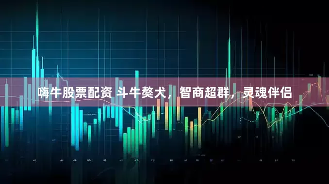 嗨牛股票配资 斗牛獒犬，智商超群，灵魂伴侣